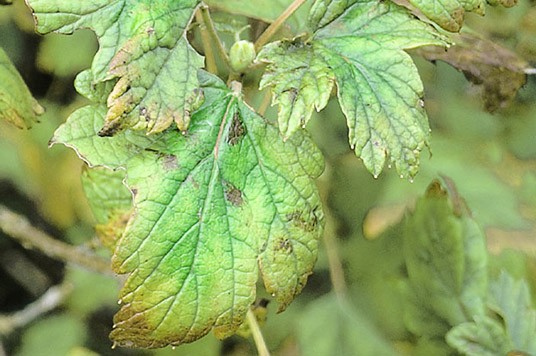 Ein Magnesiummangel an der Pflanze
