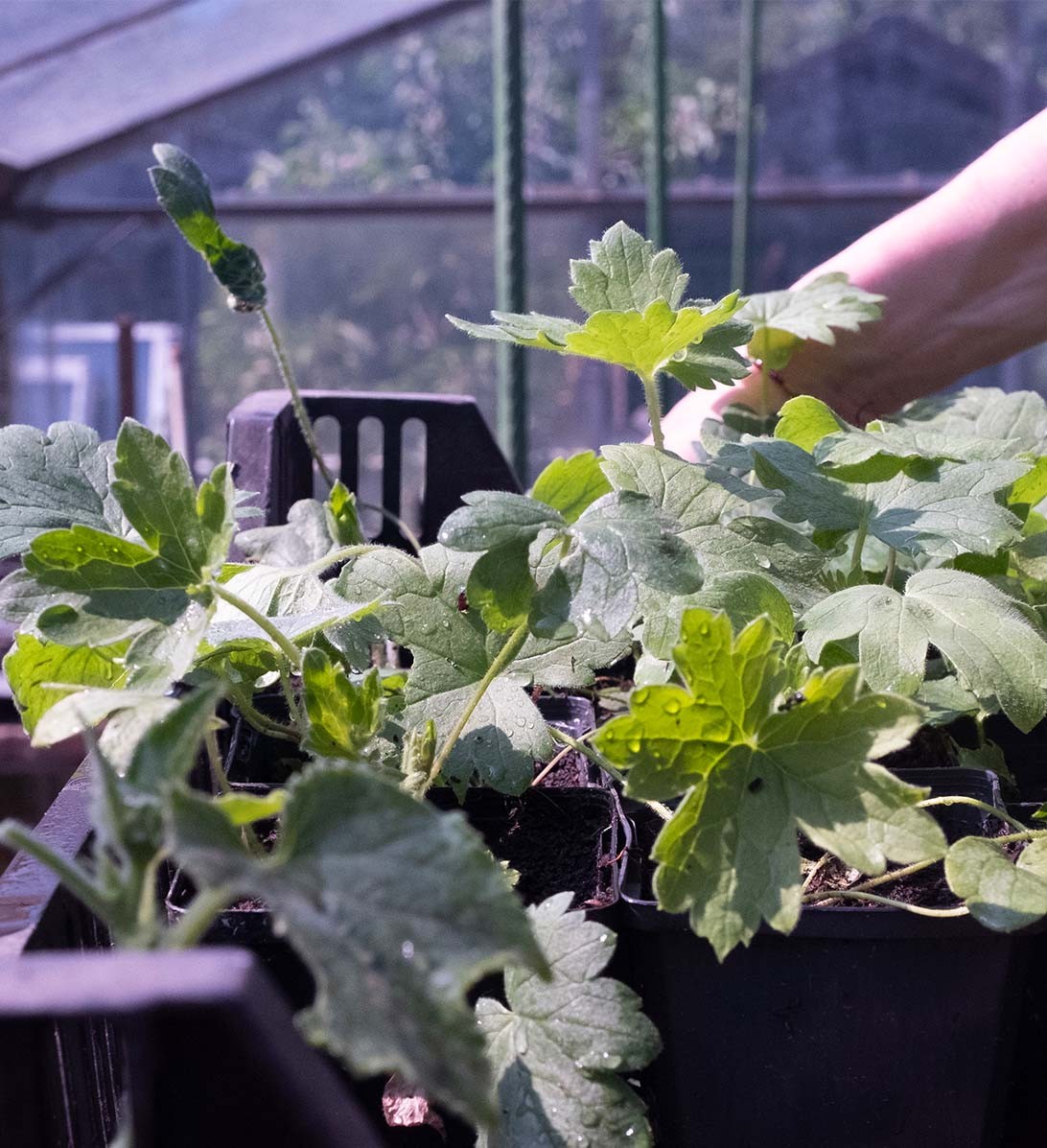 Wie frische Luft und Kohlendioxid das Wachstum von Zimmerpflanzen fördern