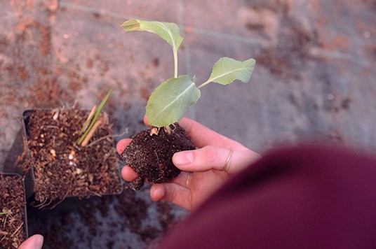 Planting young plants