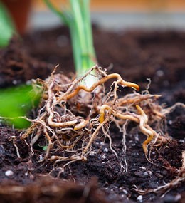 What does a healthy root system do for your plant?