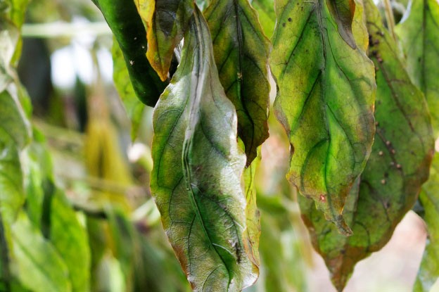 Low level of potassium in leaves: Symptoms are shown during flowering.