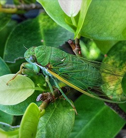Cicadas: how to recognise damage?