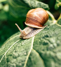 Slugs and snails: how to recognise damage?
