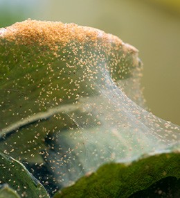Spider mites: how to recognise damage?