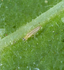Thrips: how to recognise damage?