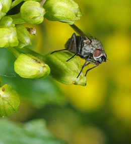 La mosca de la col: ¿cómo reconocer los daños?