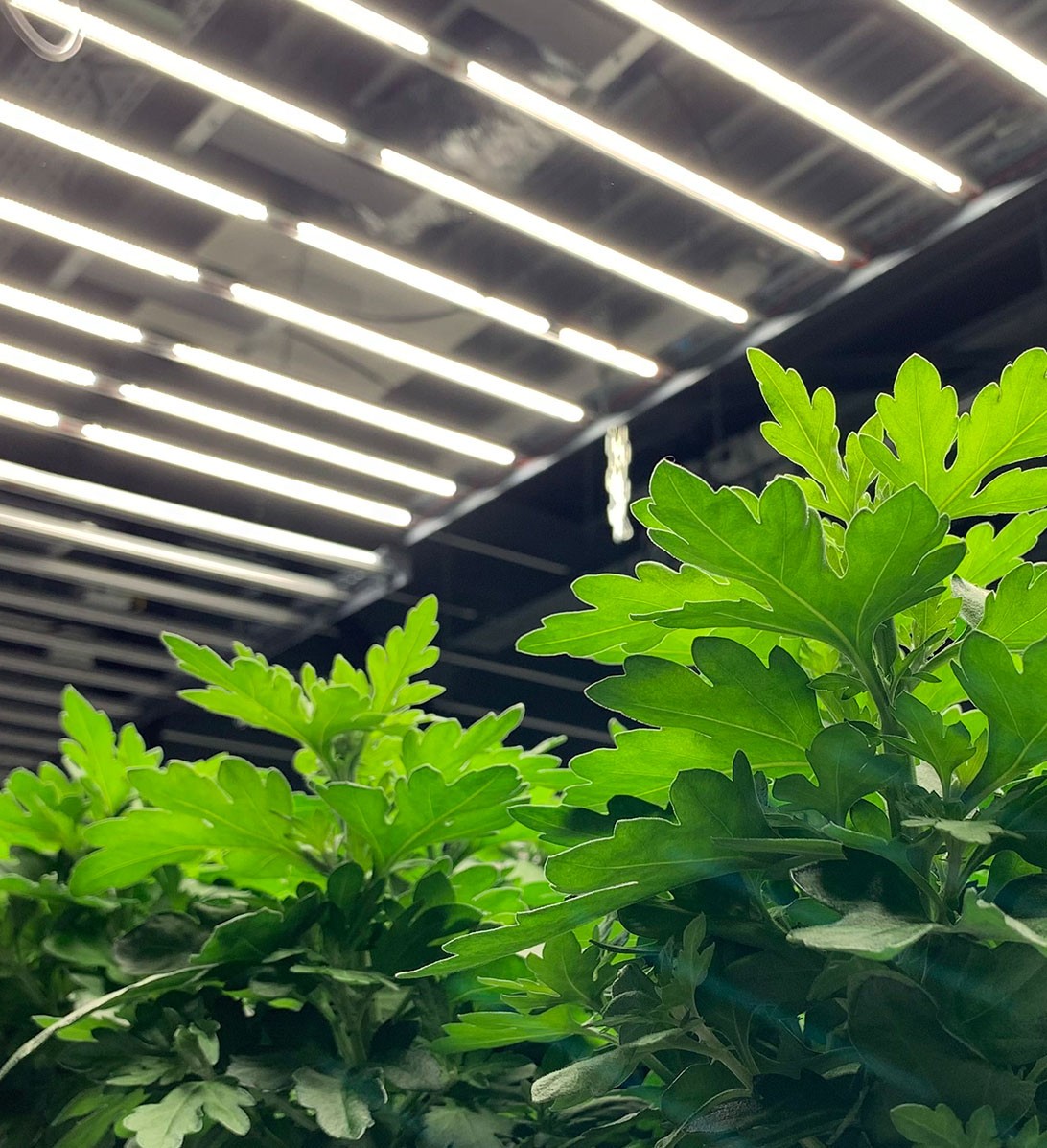 Échelle de couleur Kelvin des LED pour plantes en intérieur